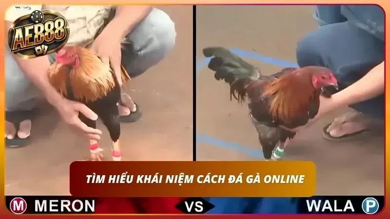 Cách Cược Đá Gà online AE888 – Hướng Dẫn A-Z Cho Newbie 1 Cách cược đá gà là gì ?