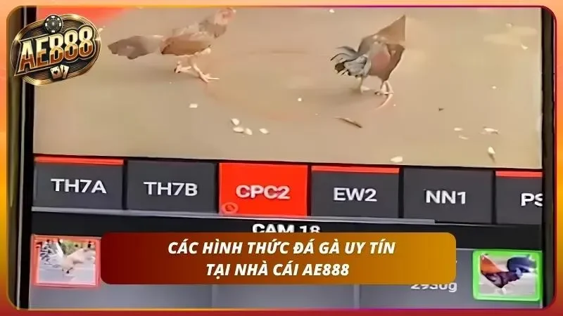 Cách Cược Đá Gà online AE888 – Hướng Dẫn A-Z Cho Newbie 2 Tìm hiểu các hình thức chiến kê uy tín