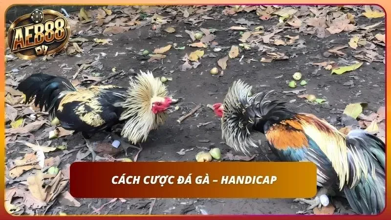 Cách Cược Đá Gà online AE888 – Hướng Dẫn A-Z Cho Newbie 3 Khám phá kèo theo dạng handicap