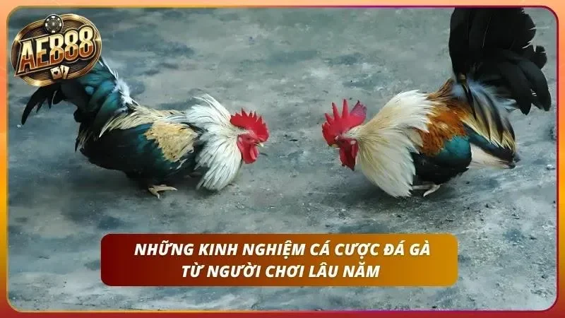 Cách Cược Đá Gà online AE888 – Hướng Dẫn A-Z Cho Newbie 5 Khám phá các kinh nghiệm mà người mới nên lưu ý
