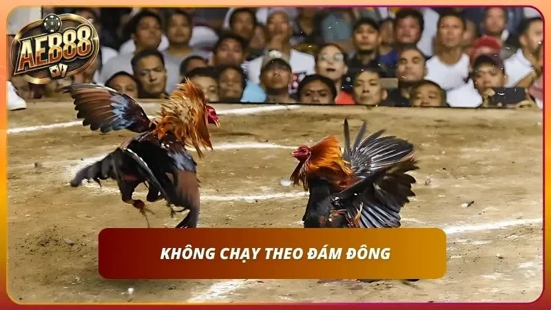 Cách Cược Đá Gà online AE888 – Hướng Dẫn A-Z Cho Newbie 6 Không nên chạy theo những đám đông khi không có kinh nghiệm