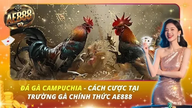 Đá Gà Campuchia – Cách Cược Tại Trường Gà Chính Thức AE888
