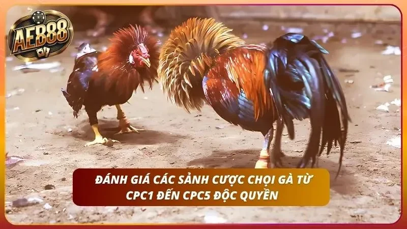Cách Cược Đá Gà SV388 Tại AE888 – Sảnh CPC1 Đến CPC5 2 Cùng khám phá các sảnh độc quyền của chọi chiến kê uy tín