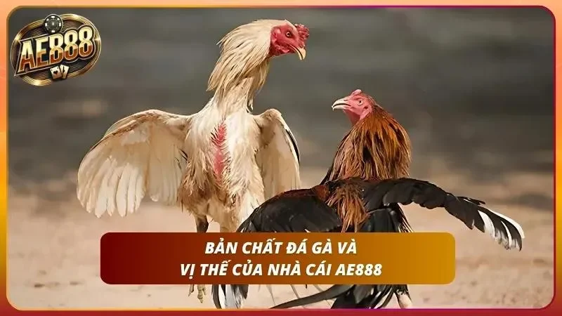 Cách Cược Đá Gà Thomo Tại AE888 Trực Tiếp Mới Nhất 2026 1 Khám phá bản chất về đá gà cũng như vị thế từ nhà cái