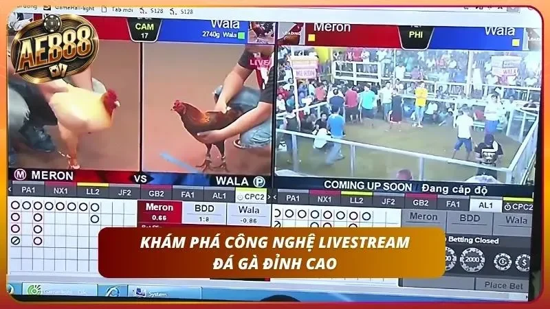 Cách Cược Đá Gà Thomo Tại AE888 Trực Tiếp Mới Nhất 2026 2 Tìm hiểu các tính năng livestream uy tín cùng AE888