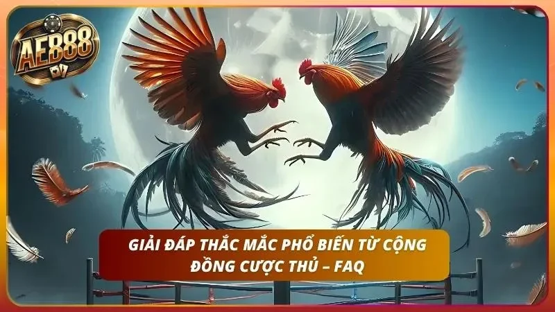 Cách Cược Đá Gà Thomo Tại AE888 Trực Tiếp Mới Nhất 2026 5 Tìm hiểu các giải đáp thắc mắc chỉ có tại AE888