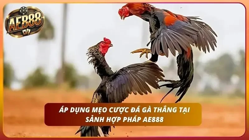 Mẹo Cược Đá Gà Thắng - Bí Quyết Soi Gà Cao Thủ Từ AE888 1 Toàn cảnh sới bạc góc rộng, phông nền được xử lý gọn gàng, không vật thể thừa.