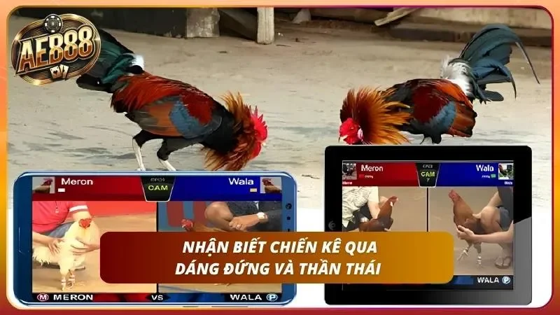 Mẹo Cược Đá Gà Thắng - Bí Quyết Soi Gà Cao Thủ Từ AE888 2 Sư kê mặc đồng phục đang kiểm tra khớp chân gà trước trận.