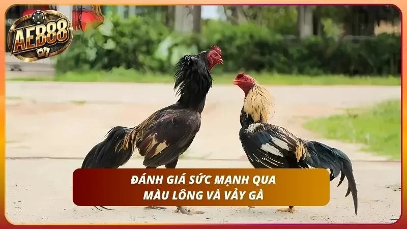 Mẹo Cược Đá Gà Thắng - Bí Quyết Soi Gà Cao Thủ Từ AE888 3 Cận cảnh cặp chân vảy án thiên của chiến kê đang sung sức.